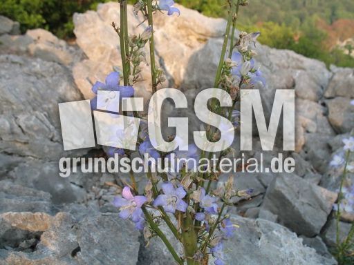 Italien Friaul Kliffe von Duino Rilke-Weg 003.JPG